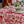 Versailles Rose Acrylic-Coated Round Tablecloth