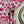 Versailles Rose Acrylic-Coated Round Tablecloth