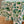 Versailles Green Acrylic-Coated Round Tablecloth